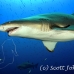 shark_sandtiger_spar_h_0546_nca0859.jpg